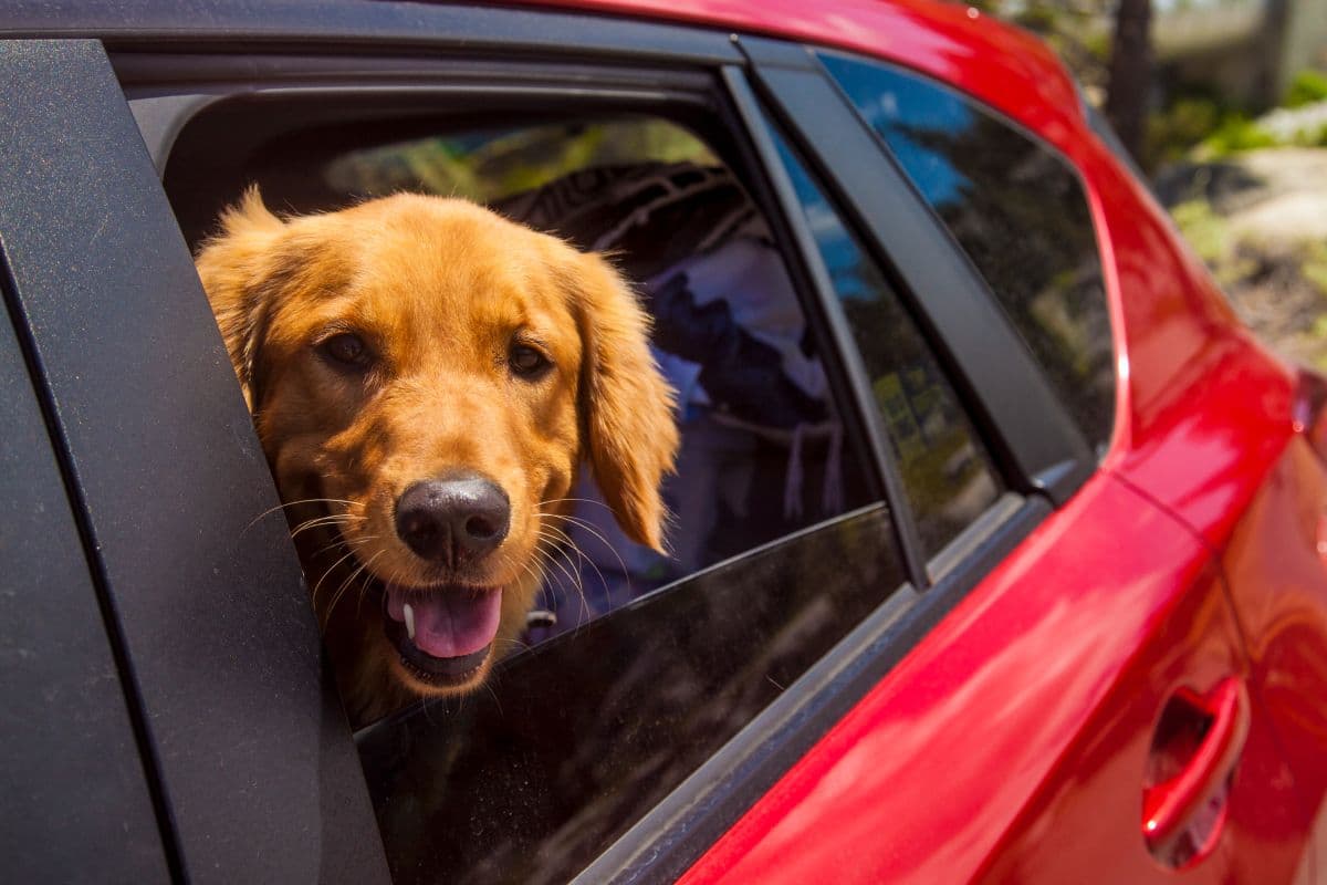 Carros para quem tem pets: o que avaliar e quais as melhores opções